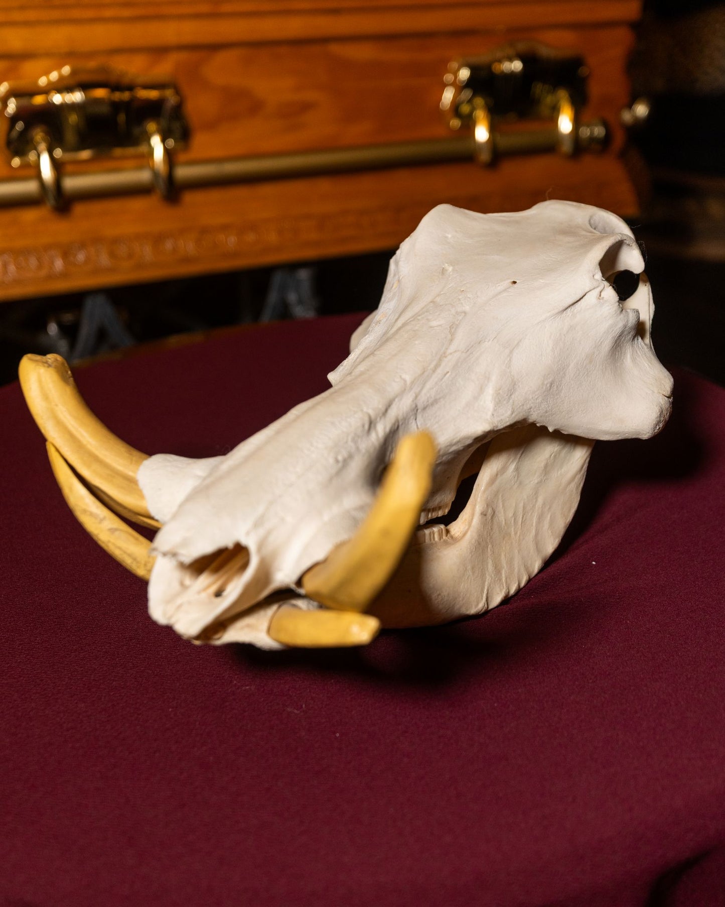 XXL Warthog Skull