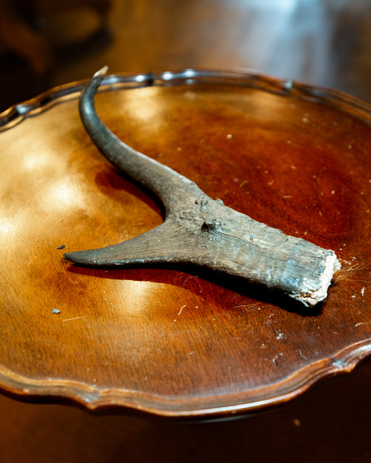 Pronghorn Horn